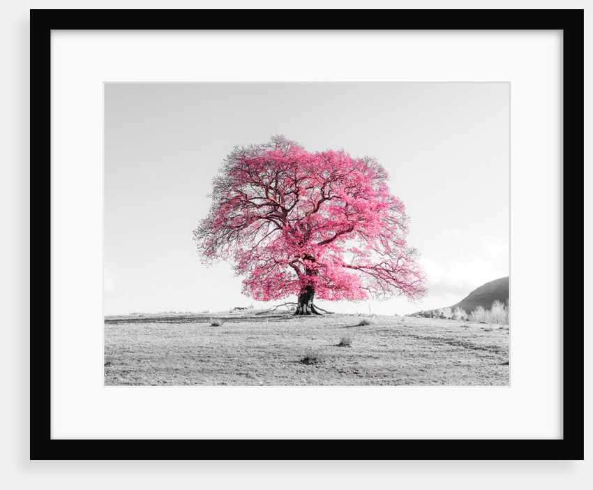 Tree on a hill by Assaf Frank